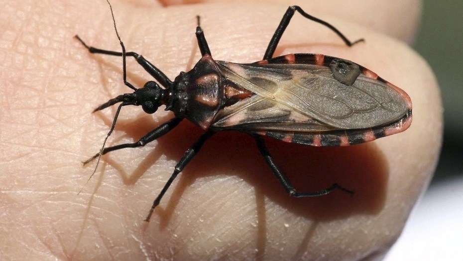 Lee más sobre el artículo La enfemedad del Chagas